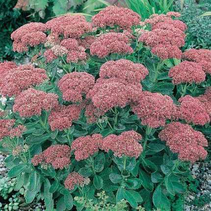 Sedum spectabile (Pompás varjúháj)
