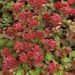 Sedum spurium 'Elizabeth' (Kaukázusi varjúháj)