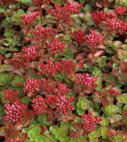 Sedum spurium 'Elizabeth' (Kaukázusi varjúháj)