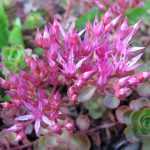 Sedum spurium 'Roseum' (Kaukázusi varjúháj)