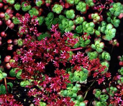 Sedum spurium 'Ruby Mantle' (Örökzöld varjúháj)