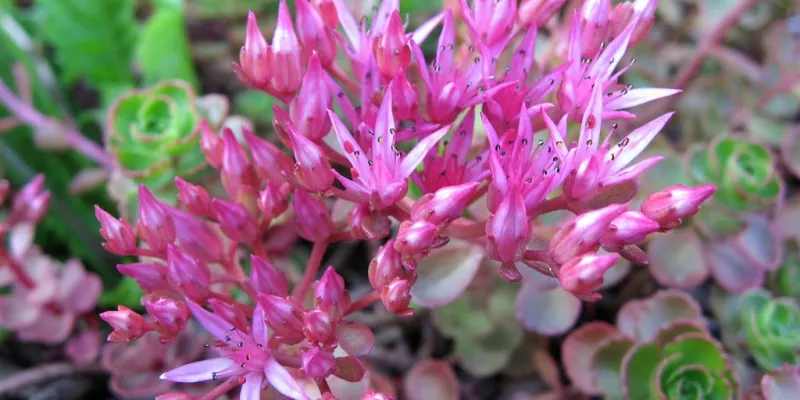 Sedum spurium 'Schorbuser Blut' (Örökzöld varjúháj)
