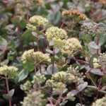 Sedum telephium ssp. ruprechtii 'Hab Gray' (Kárpáti varjúháj)