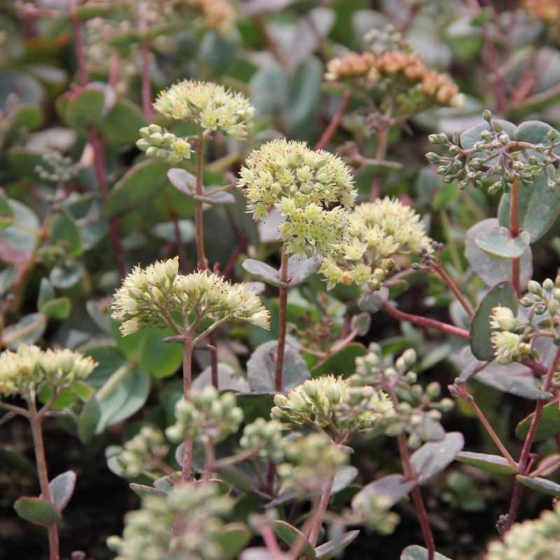 Sedum telephium ssp. ruprechtii 'Hab Gray' (Kárpáti varjúháj)