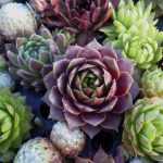 Sempervivum sp. (Kövirózsa)