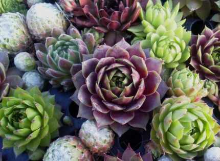 Sempervivum sp. (Kövirózsa)