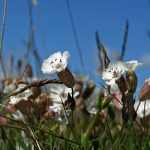 Silene alpestris (Havasi habszegfű)