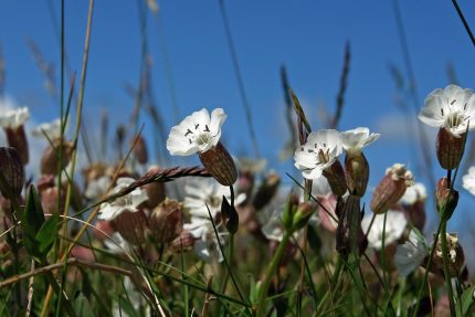 Silene alpestris (Havasi habszegfű)