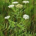 Sium latifolium Széleslevelű Békakorsó kerti tavi növény