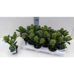 Skimmia J FRAG CLOUD