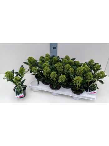 Skimmia J FRAG CLOUD