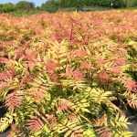 Sorbaria sorbifolia 'Sem'® - Törpe tollas gyöngyvessző