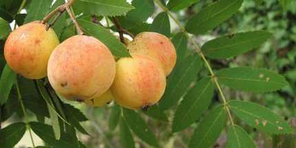 Sorbus domestica - Házi berkenye