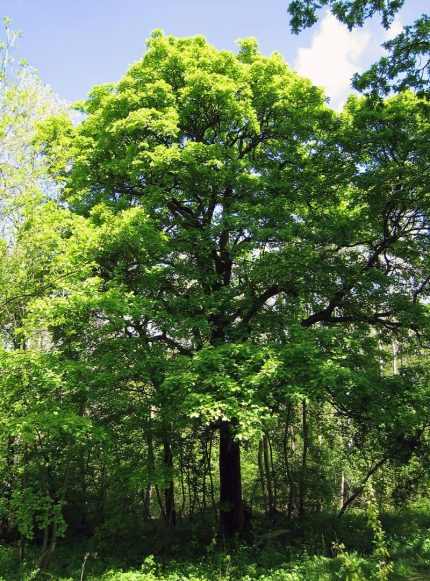 Sorbus torminalis - Barkóca berkenye
