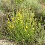 Spartium junceum - Jeneszter