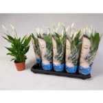 Spathiphyllum ALANA