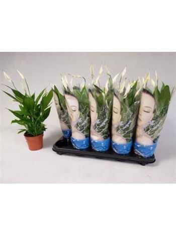 Spathiphyllum ALANA