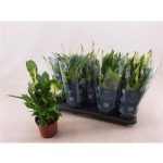 Spathiphyllum BELLINI