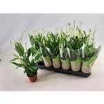 Spathiphyllum CHOPIN