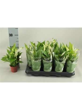 Spathiphyllum PEARL CUPIDO