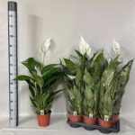 Spathiphyllum VERDI