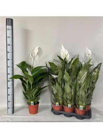 Spathiphyllum VERDI