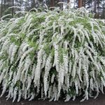 Spiraea  cinerea Grefsheim – hamvas gyöngyvessző