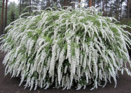Spiraea  cinerea Grefsheim – hamvas gyöngyvessző
