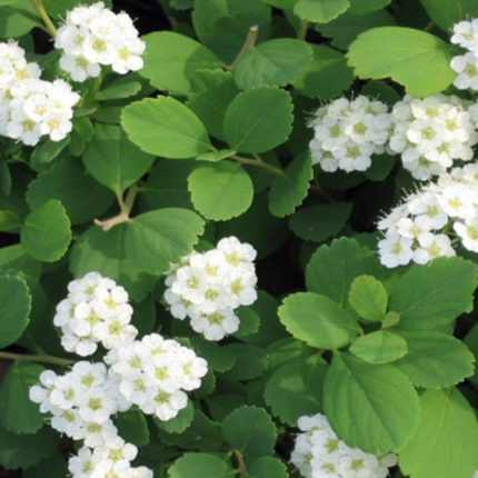 Spiraea betulifolia 'Tor' - Fehér virágú gyöngyvessző