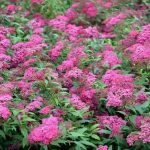 Spiraea bumalda ‘Anthony Waterer’- pompás gyöngyvessző