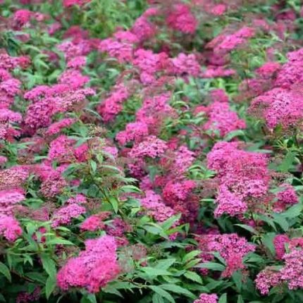 Spiraea bumalda ‘Anthony Waterer’- pompás gyöngyvessző