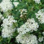 Spiraea cantoniensis 'Lanceata' - Fehér teltvirágú gyöngyvessző