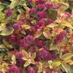 Spiraea japonica 'Firelight' -