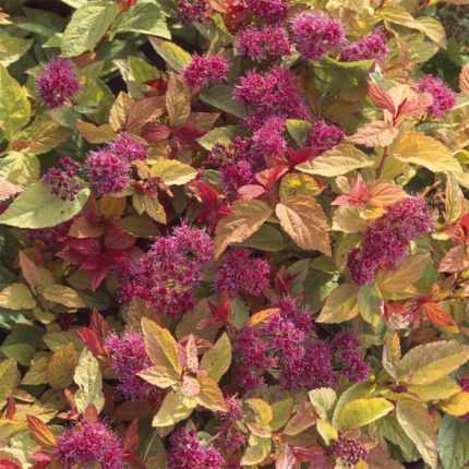 Spiraea japonica 'Firelight' -
