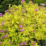Spiraea japonica 'Golden Princess' - Aranylevelű japán gyöngyvessző