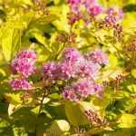 Spiraea japonica 'Goldmound' -
