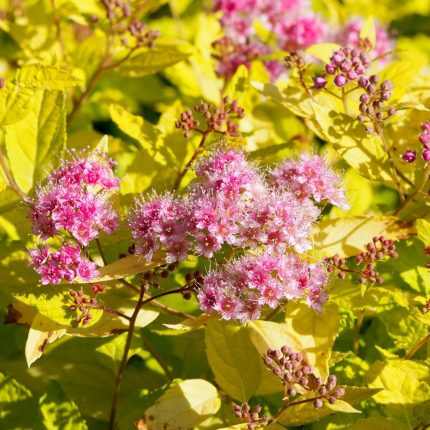 Spiraea japonica 'Goldmound' -