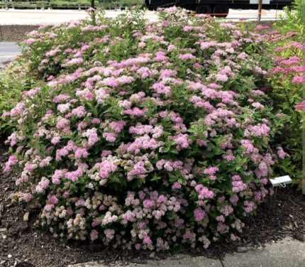 Spiraea japonica 'Little Princess' - Rózsaszín virágú gyöngyvessző