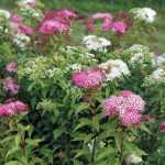 Spiraea japonica 'Manon' - Rózsaszín virágú japán gyöngyvessző