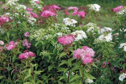 Spiraea japonica 'Manon' - Rózsaszín virágú japán gyöngyvessző