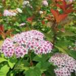 Spiraea japonica 'Sparkling Champagne' -