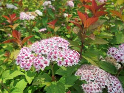 Spiraea japonica 'Sparkling Champagne' -