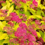 Spiraea japonica ‘Goldflame’ – japán gyöngyvessző