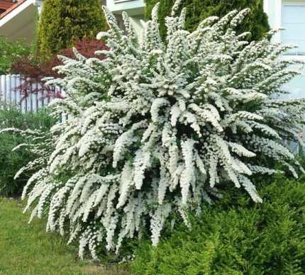 Spiraea nipponica 'Snowmound' - Fehérvirágú nipponi gyöngyvessző