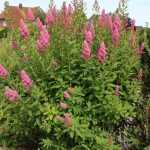 Spiraea x billardii - Piros virágú gyöngyvessző