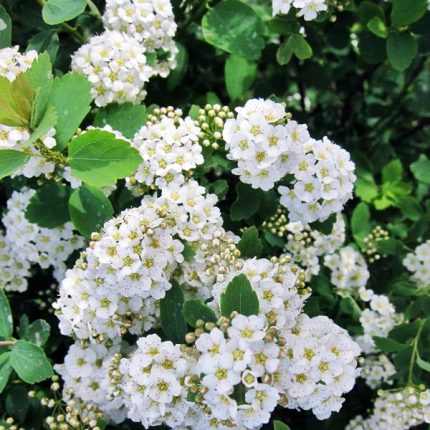 Spiraea x vanhouttei - Kerti gyöngyvessző