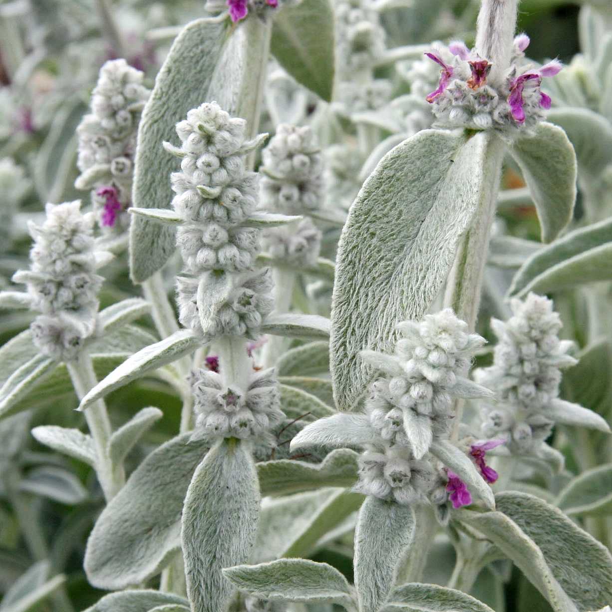Stachys byzantina 'Sheila McQueen' (Gyapjas nyúlfüle) /szürke lomb/