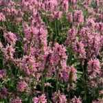 Stachys officinalis 'Pink Cotton Candy' (Orvosi tisztesfű)