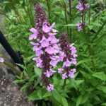Stachys palustris