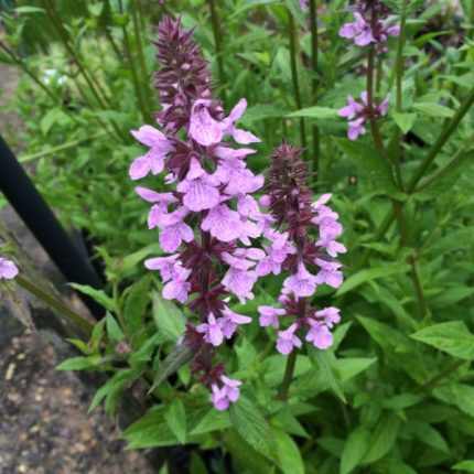 Stachys palustris